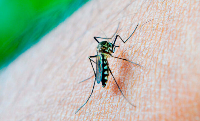 Ausencia de casos de dengue y pocos casos de COVID-19