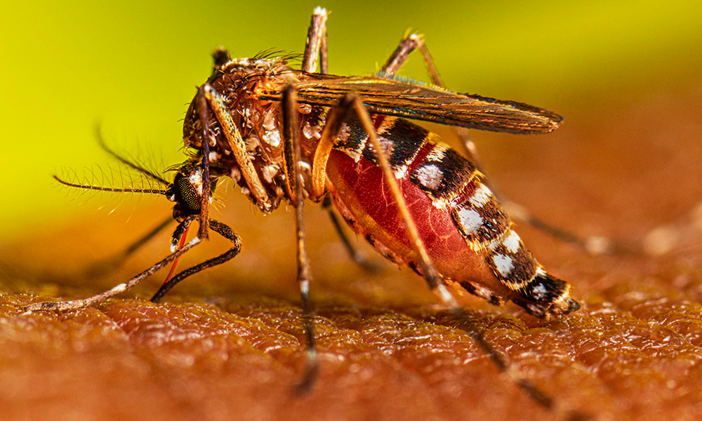 Aumentan casos de dengue en Puebla: 108 municipios afectados