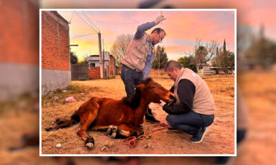 Gobierno Estatal de Puebla rescató a un caballo que sufría de maltrato