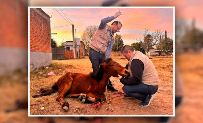Gobierno Estatal de Puebla rescató a un caballo que sufría de maltrato
