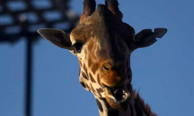 Africam Safari revela detalles del traslado de la jirafa Benito de Chihuahua a Puebla
