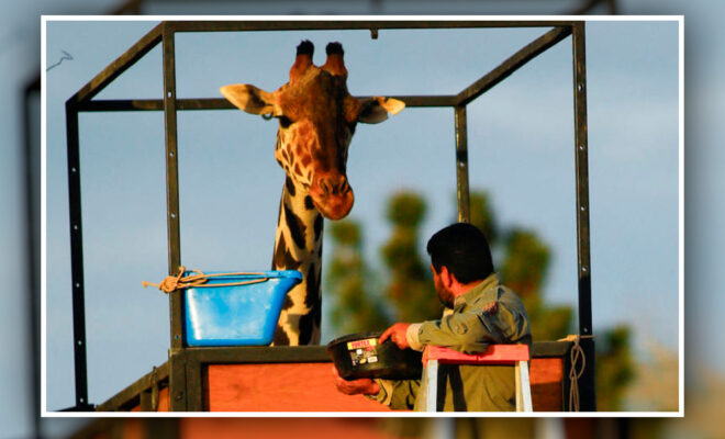 ¡Ya está en camino! Benito, la jirafa, ya viaja rumbo a su nuevo hogar en Puebla