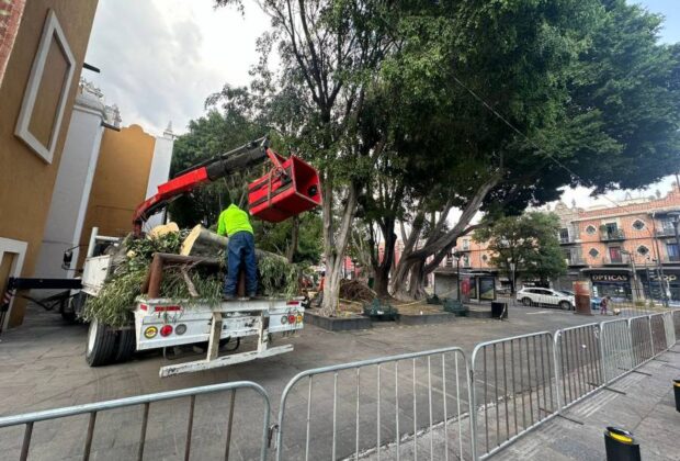 Árbol colapsa en plaza de la libre expresión: Ayuntamiento de Puebla toma medidas