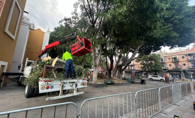 Árbol colapsa en plaza de la libre expresión: Ayuntamiento de Puebla toma medidas