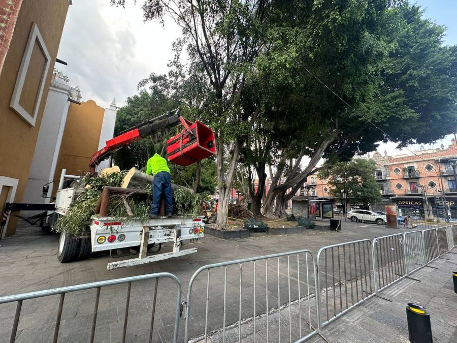 Árbol colapsa en plaza de la libre expresión: Ayuntamiento de Puebla toma medidas