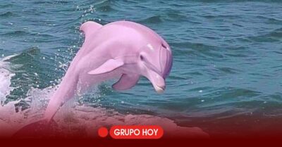 Delfín rosa