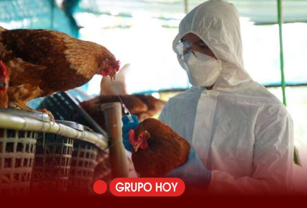 Sin riesgos por consumir pollo en Puebla pese a emergencia de Gripe Aviar