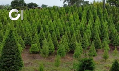 Lugares cercanos a Puebla para comprar árboles naturales para Navidad