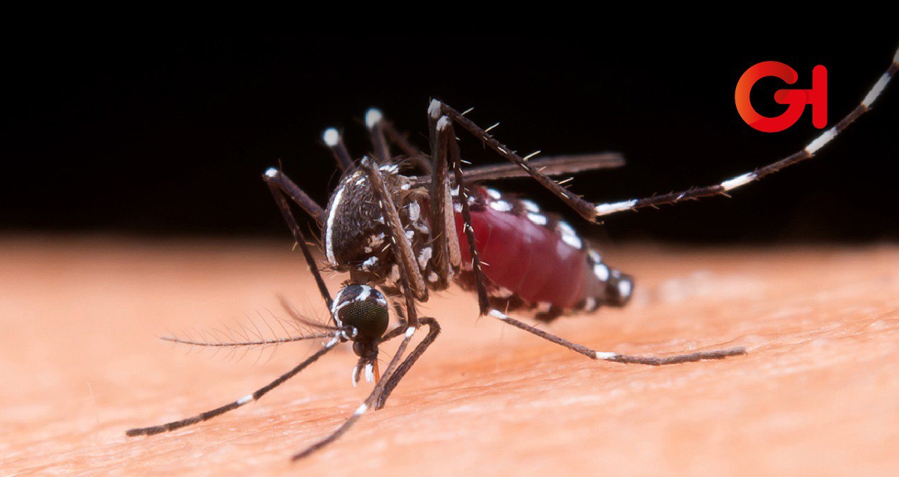 Puebla reporta su primera muerte por dengue y un incremento de casos